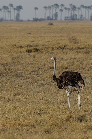 290 Kalahari woestijn, struisvogel.jpg